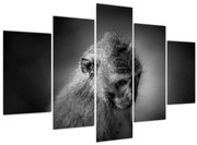 Obraz - Opička (150x105 cm)