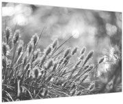 Obraz - Béžová soft grass N⁰1 (90x60 cm)