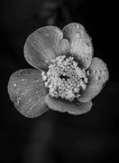 Fotografia Close-up of raindrops on flower, Bill Martin / 500px