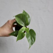 Rhapidophora Tetrasperma baby