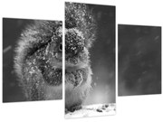 Obraz - Veverička v zime (90x60 cm)