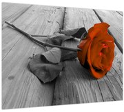 Obraz - Oranžová ruža (70x50 cm)