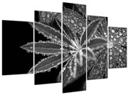 Obraz - Listy s kvapkami (150x105 cm)