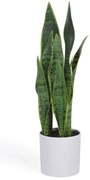 Umelá rastlina (výška 55 cm) Sansevieria – Kave Home