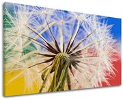 Obraz na stenu KVETY | rôzne rozmery