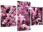 Obraz - Ružová sakura (90x60 cm)