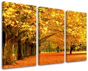 Obraz na stenu STROMY | rôzne rozmery