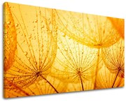 Obraz na stenu KVETY | rôzne rozmery