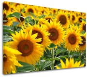 Obraz na stenu ŽLTÉ KVETY_168-11 | rôzne rozmery