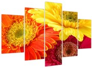 Obraz - Kvety Gerbery (150x105 cm)