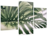 Obraz - List monštier (90x60 cm)