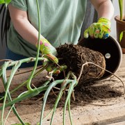Presadenie rastlín v objednávke