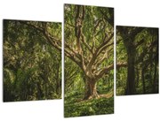 Obraz stromov (90x60 cm)