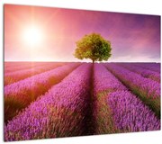 Sklenený obraz poľa s levanduľami (70x50 cm)