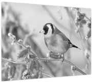 Obraz - Vtáčik v zime (70x50 cm)