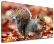 Obraz na stenu ZVIERATÁ | rôzne rozmery