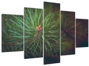 Obraz - Detail borovice (150x105 cm)