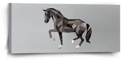 Sablio Obraz Kôň - 110x50 cm