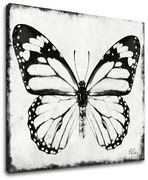Obraz na plátne MOTÝĽ | rôzne rozmery