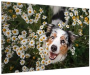 Obraz - Austrálsky ovčiak (90x60 cm)