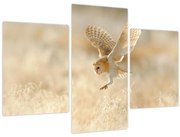 Obraz - Sova (90x60 cm)