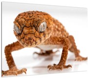 Sklenený obraz jašterice (70x50 cm)