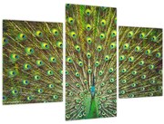 Obraz - Páv (90x60 cm)