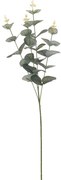 Eukaliptus 65cm