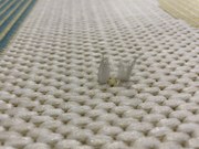 POŠKODENÝ - Kusový koberec Star 17632-068 - na von aj na doma, 160x230, viacfarebná, chodba / predsieň, Balta