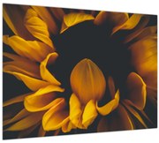 Obraz - Slnečnica v čiernom pozadí (70x50 cm)