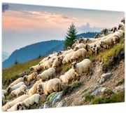 Obraz - Stádo oviec (70x50 cm)