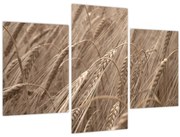 Obraz - Zlaté pole (90x60 cm)