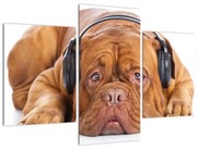 Obraz psa so slúchadlami (90x60 cm)