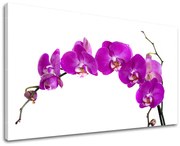 Obraz na stenu KVETY | rôzne rozmery