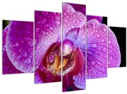 Detailný obraz kvetu orchidey (150x105 cm)