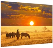 Obraz - Zebry so západom slnka (70x50 cm)