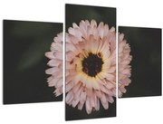 Obraz oranžovej kvetiny (90x60 cm)