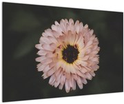 Obraz oranžovej kvetiny (90x60 cm)