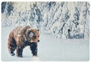 Vianočná rohožka WILD IN WHITE 38x58 cm - viac variantov Varianta: Medveď