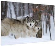 Obraz - Vlci v zime (90x60 cm)