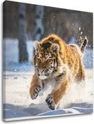 Obraz na stenu ZVIERATÁ_048-12