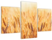 Obraz - pole s obilím (90x60 cm)