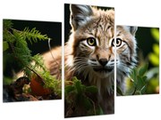 Obraz - Rys (90x60 cm)