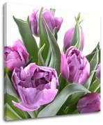 Obraz na stenu KVETY | rôzne rozmery