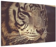 Obraz tigra (90x60 cm)