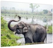 Obraz - Kúpajúci sa slon (70x50 cm)