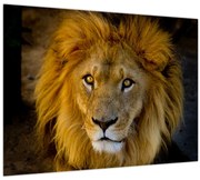 Obraz - Portrét leva (70x50 cm)