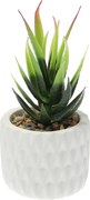 Dekorácie Sansevieria 12cm