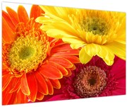 Obraz - Kvety Gerbery (90x60 cm)