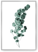 Plagát Eucalyptus Emerald Green